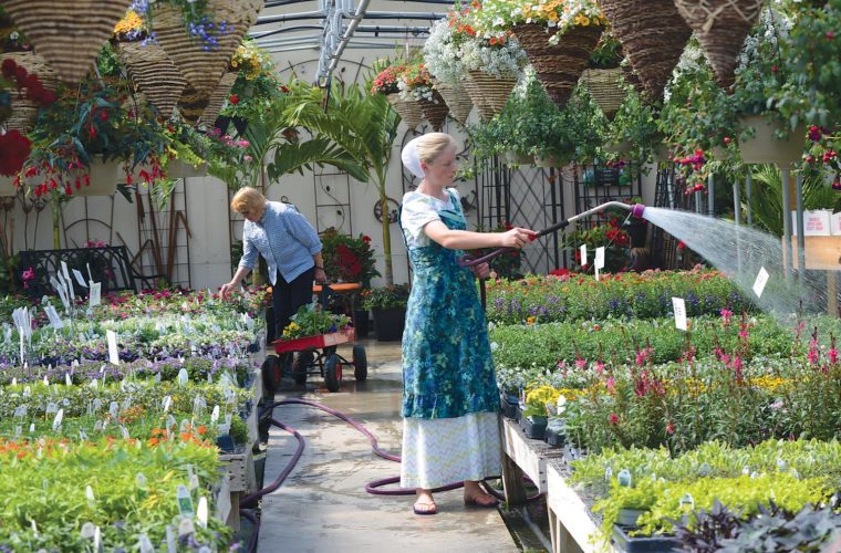 Plentiful plants News, Sports, Jobs Altoona Mirror